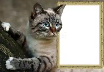Fotoefect din categoria Diverse № 145118