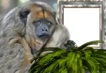 Fotoefect din categoria Diverse № 154503