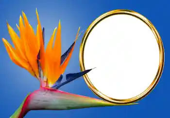 Fotoefect din categoria Diverse № 170605
