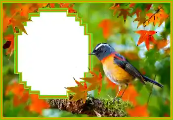 Fotoefect din categoria Diverse № 173036