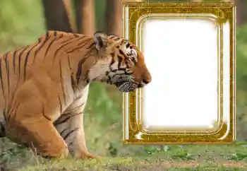 Fotoefect din categoria Diverse № 176575