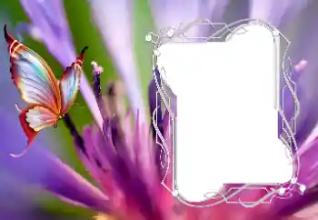Fotoefect din categoria Diverse № 176776