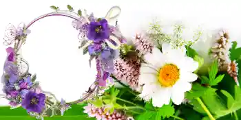 Fotoefect din categoria Felicitări de 8 Martie № 42739