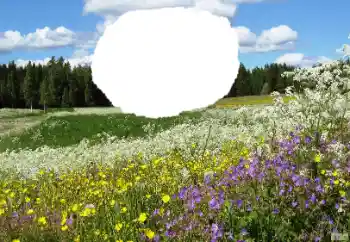 Fotoefect din categoria Vară № 114457