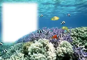 Fotoefect din categoria Vară № 121111