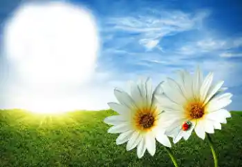 Fotoefect din categoria Vară № 89268