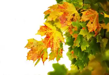 Fotoefect din categoria Toamnă № 114235