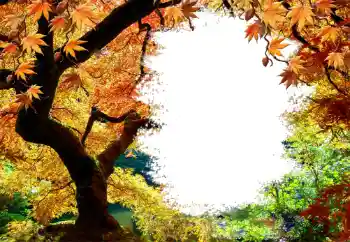 Fotoefect din categoria Toamnă № 127046
