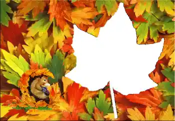 Fotoefect din categoria Toamnă № 60345