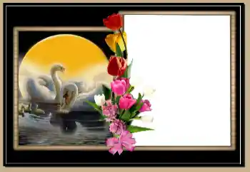 Fotoefect din categoria Rame foto de nuntă № 171804