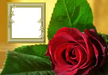 Fotoefect din categoria Rame foto pentru femei № 157088