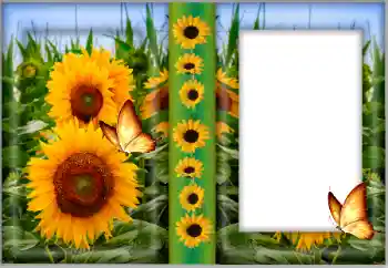 Fotoefect din categoria Rame foto pentru femei № 175542